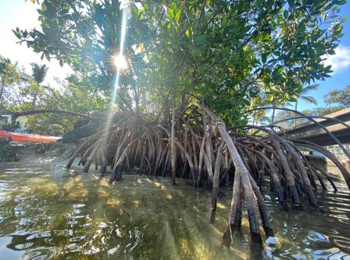 a tree in the water with the sun behind it at Sunset Cove Beach Resort in Key Largo