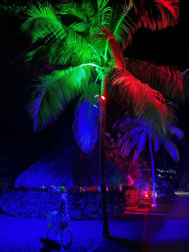 a palm tree and a zebra under a palm tree with lights at Sunset Cove Beach Resort in Key Largo