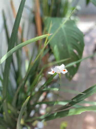 a small white flower in front of a plant at Brisa dos Anjos Suítes in Arraial do Cabo