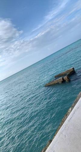 a log in the middle of a body of water at Beach Walk Studio near Mobay Hip Strip in Montego Bay