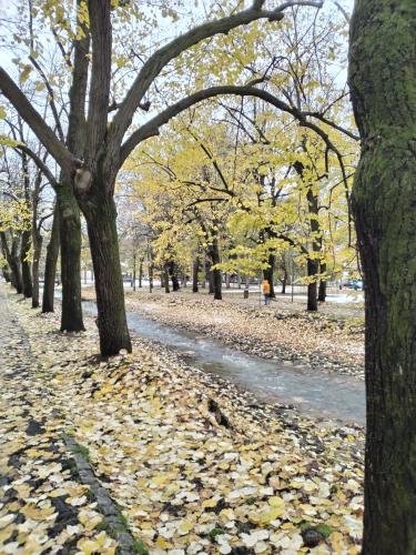 a row of trees in a park with leaves on the ground at S&B Apartman Vrnjačka Banja in Vrnjačka Banja