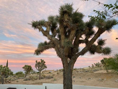 a palm tree in the middle of a desert at Electroliquid's Casa Pueblo Joshua Tree in Joshua Tree