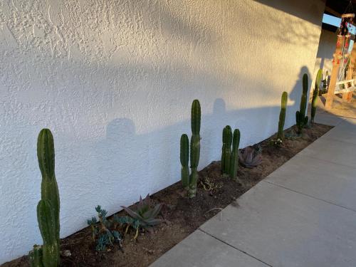 a group of cactus against a white wall with a sidewalk at Electroliquid's Casa Pueblo Joshua Tree in Joshua Tree