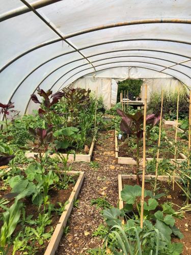 a greenhouse full of plants in a garden at The Holford Arms in Tetbury