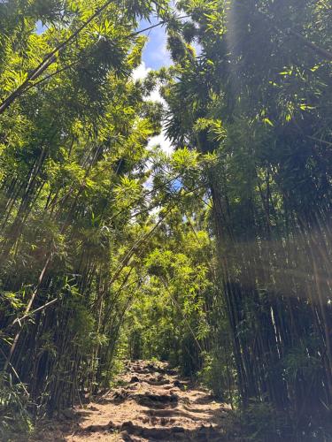 a path through the bamboo forest on the beach at Embark on a journey through Maui with Aloha Glamp's jeep and rooftop tent allows you to discover diverse campgrounds, unveiling the island's beauty from unique perspectives each day in Paia