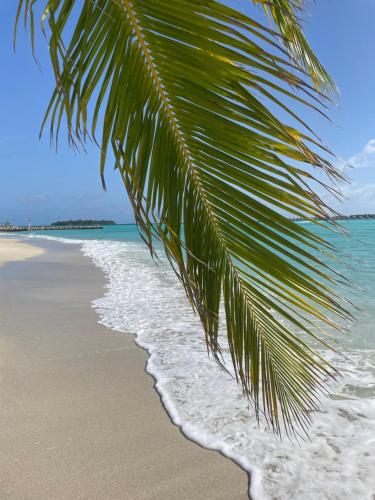 a palm tree hanging over the beach at Coco Cottage Local Style in Guraidhoo