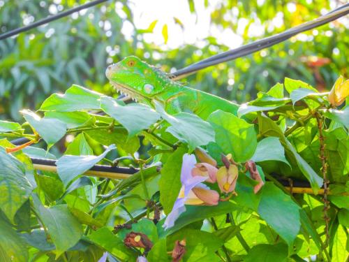 a green lizard sitting on top of a tree at Hospedaje Combi dream bird in Guanacaste