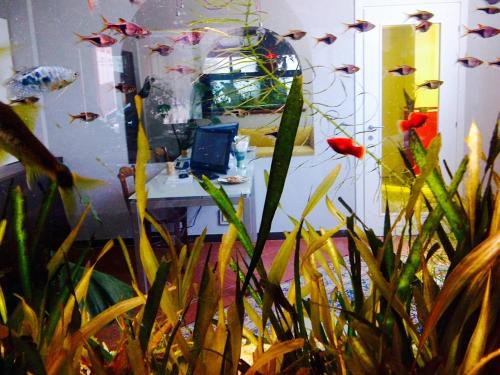 an aquarium with fish in a room with a desk at Locanda Ai Due Orsi in Milan