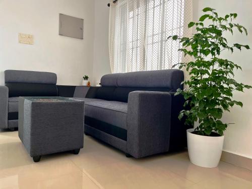 a living room with a couch and a potted plant at Segundo Home in Cochin