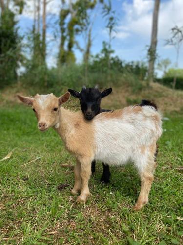 two goats standing next to each other in the grass at Gite La baragane in Taillant