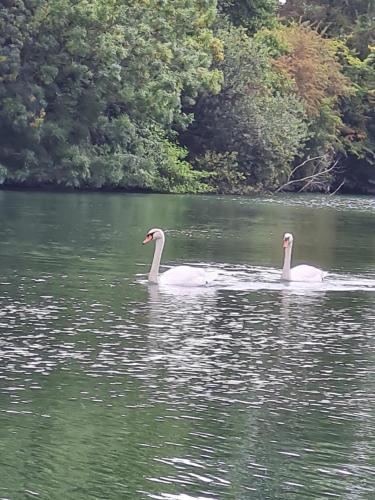 two swans swimming in a lake with trees in the background at Gite La baragane in Taillant