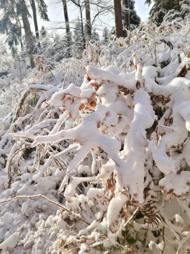 a bush covered in snow next to some trees at SkiCity Apartment Pohorje Bellevue in Pohorje