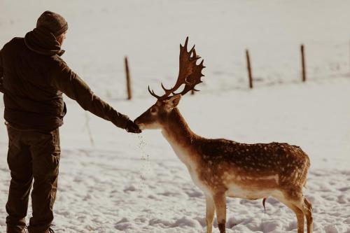 un hombre acaricia un ciervo en la nieve en Folwark Wierzchy en Wierzchy