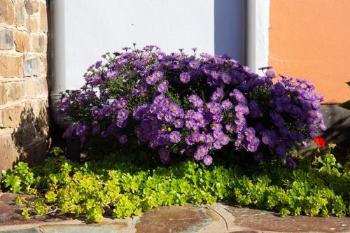 Jardín al aire libre en The Dairy