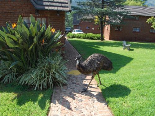 ptak spacerujący po trawie na podwórku w obiekcie Mount Amanzi w mieście Hartbeespoort