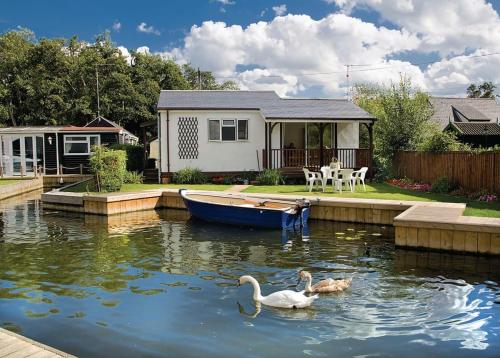 a couple of swans in the water in front of a house at Bure-way And Rosemere in Wroxham