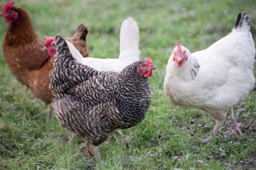 Animales en la casa o chalet o alrededores