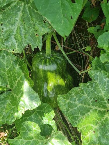 a green pumpkin growing on the ground next to leaves at La kaz nature bien-être in Petit-Bourg