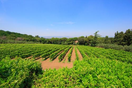 a large field of crops with a blue sky in the background at Frascati Country House in Grottaferrata