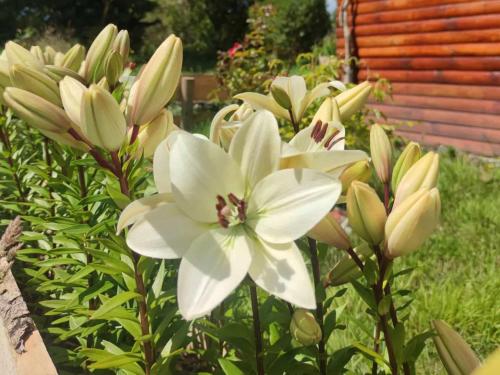 a group of white flowers in a garden at Cabañas El Trébol, a 5 minutos del aeropuerto in Puerto Montt