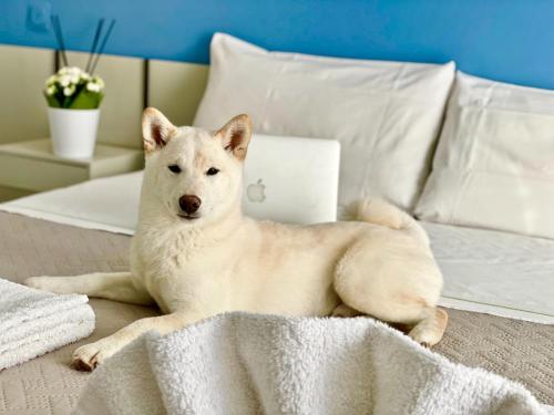 a white dog laying on a bed with a laptop at Hotel Alfa ALL INCLUSIVE 2024 in Rimini