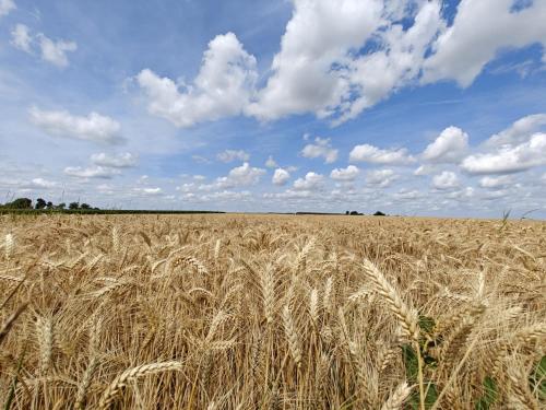 a field of wheat with a blue sky and clouds at Charming and cosy ART DECO house in old historic farm with private natural pool and gardens with hiking and cycling trails nearby in Sint-Truiden