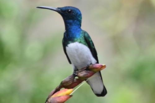 a hummingbird perched on top of a tree branch at Mindo MONASTERIUM in Mindo
