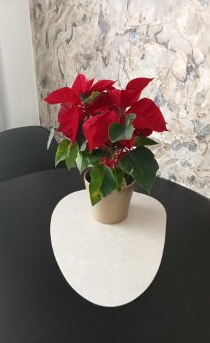 a red plant in a pot on a table at A ESTRENAR PRECIOSOS APARTAMENTOS APARTHOTEL INTER2, NEW APARTMENTS lN APARTHOTEL 12 months open! self check in! RESERVA Garaje! in Salou