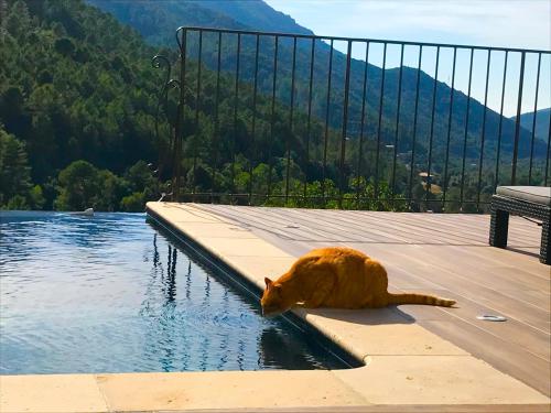 an orange cat laying on a dock in the water at Gîte A Funtana Montestremo, Balagne, Haute Corse in Manso