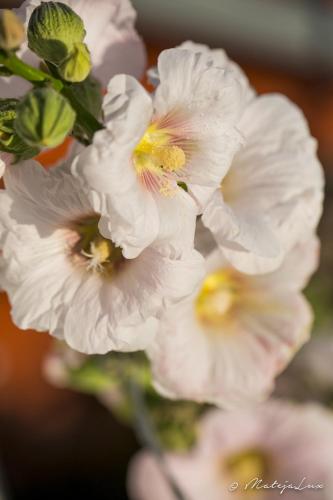 a group of white flowers with yellow centers at Ambelikos Traditional Agrohotel in Potamitissa