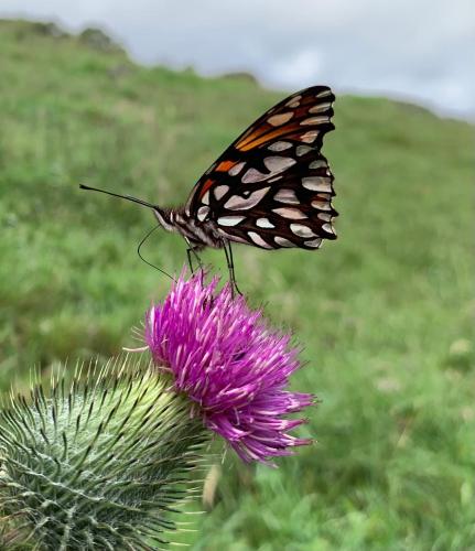 a butterfly perched on top of a purple flower at URKU ALLIPACHA Mountain Retreat w/ Organic Garden in Baños