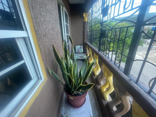 a plant sitting on a balcony next to a window at Jamaican J Home in Kingston