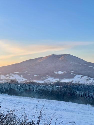 Aurora Green Hill - Forest – Photos 3
