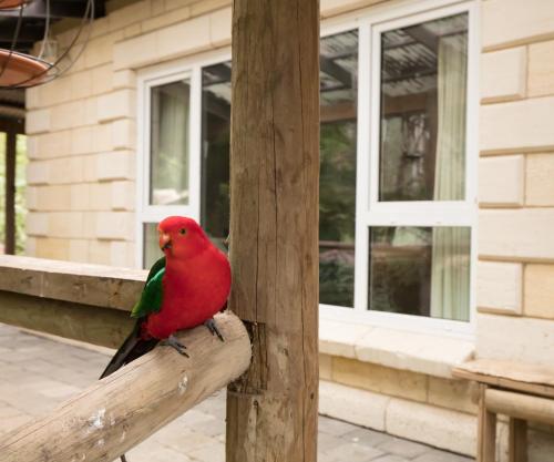 a red bird sitting on a wooden rail at The Fernglen Forest Retreat in Mount Dandenong