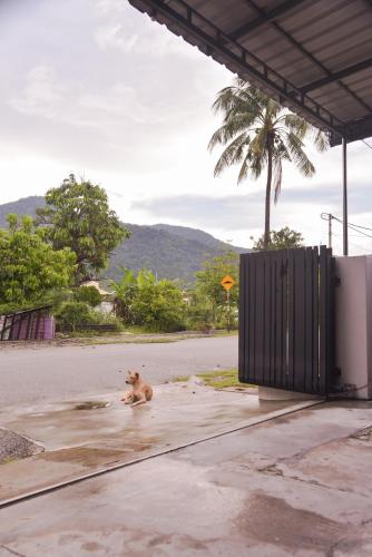 a dog laying in the middle of a street at The Karaoke Homes Ipoh, Oldtown in Ipoh