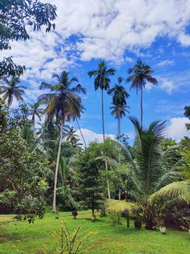 a group of palm trees in a park at Bel vedere in Katunayake