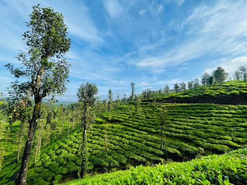 una plantación de té verde con un árbol en el medio en PEARL HUT home stay vythiri Wayanad en Vythiri