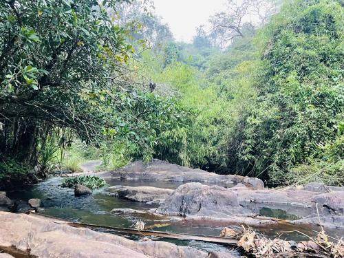 a stream in a forest with rocks and trees at PEARL HUT home stay vythiri Wayanad in Vythiri