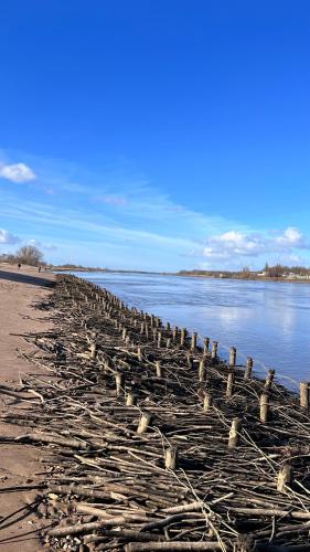 a group of birds sitting on a beach next to the water at Gästehaus Weserblick am Weser-Sandstrand in Berne