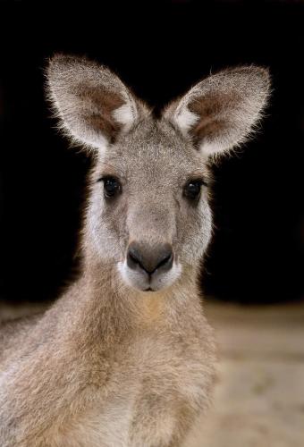 a close up of a kangaroo looking at the camera at Somewhere Unique in Wollombi
