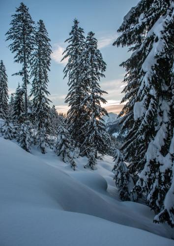 a snowy forest with snow covered trees in the snow at NaturparkResort GeoApartment in Gams bei Hieflau
