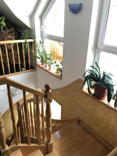 a staircase with potted plants next to a window at Penzion NATTY - s wellness přímo u sjezdovky in Cerny Dul