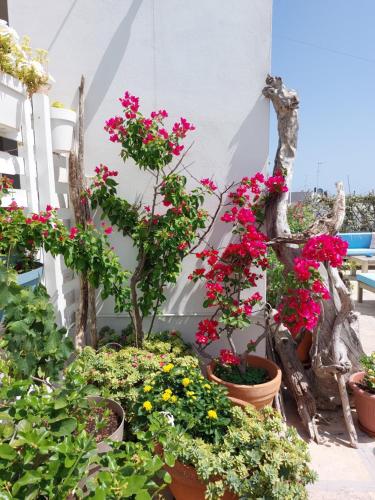 a bunch of flowers in pots in a garden at MandorleOlio in Polignano a Mare