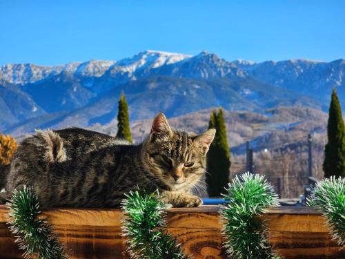 a cat laying on top of a table with christmas decorations at Belvedere Resort Moieciu in Moieciu de Jos