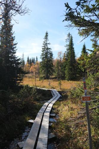 un camino de madera en un bosque con árboles en Pensionat Mullfjället, en Duved