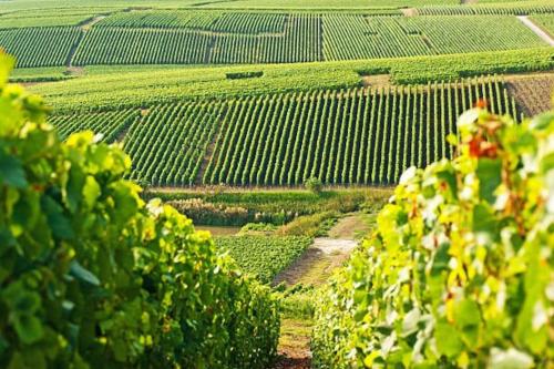 ランスにあるla parenthèse champenoiseの茶畑の空中風景