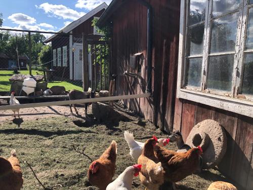 a group of chickens standing outside of a barn at Äventyrsgårdens Vandrarhem, Kinnekulle in Källby