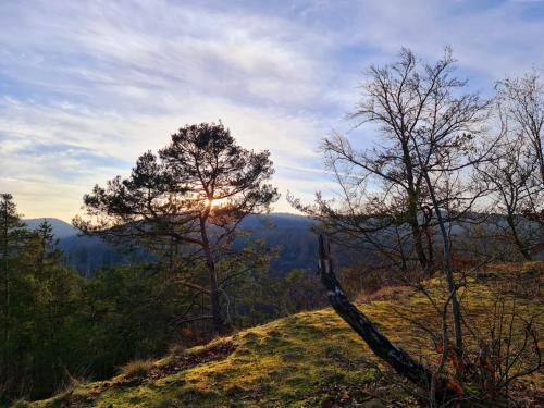 a tree on top of a hill with the sun setting at Ferienhaus Schöne Aussicht Ferienwohnung Rot in Hemfurth-Edersee