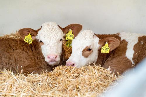 two brown and white cows laying in hay at Ferienhaus Heerlichkeit in Löffingen