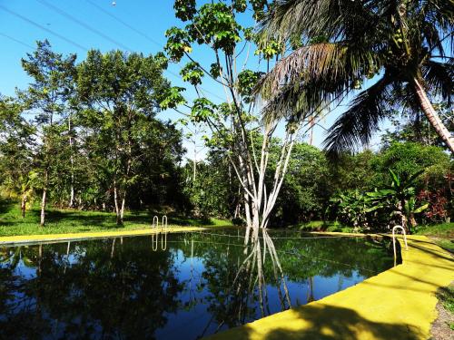 a pool of water with trees and a palm tree at Amalaya Hostel in Restrepo